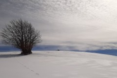 TCANNATA00006