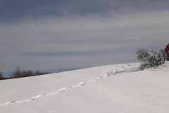 TCANNATA00009